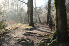 Landschap Bos