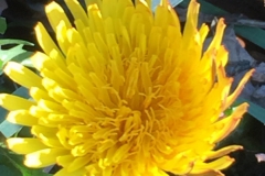 Landschap Planten-bloemen